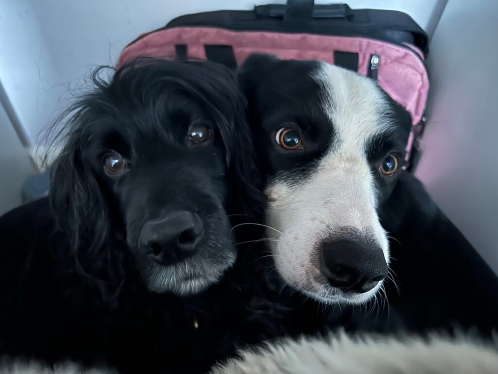 Joey and Charlie - my 2 happy dog's